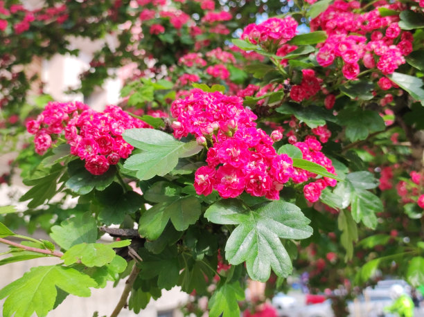 粉红色花的英国山楂树，山楂图片下载