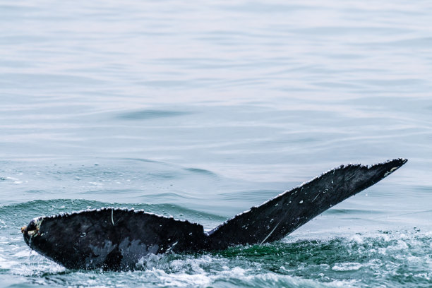 鲸鱼在沃尔维斯湾浮出水面图片下载