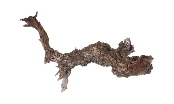在白色背景上孤立的干木根图片下载