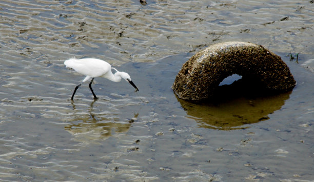 白鹭在退潮时捕鱼图片下载