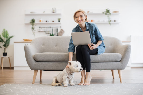 女性在家里使用电脑时安抚Westie图片下载