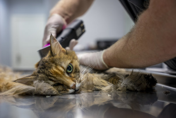 那只昏迷不醒的猫正在兽医那里被剃毛。图片下载