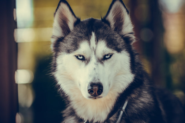 年轻的西伯利亚哈士奇在夏季的房子里，在一个温暖的阳光灿烂的晚上图片下载