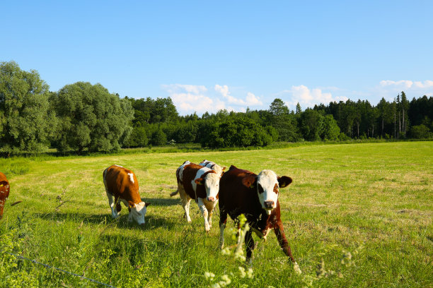 房子前面摆着旧滑雪板，木制滑雪板图片下载
