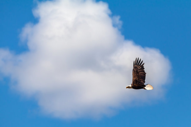 白头海雕在上方飞翔图片下载