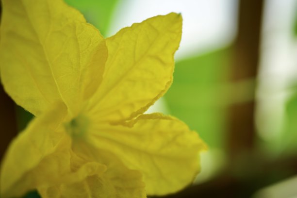 黄瓜(Cucumis sativus)是一种广泛种植的葫芦科匍匐蔓生植物，果实呈圆柱形或球形，可用作烹饪蔬菜。图片下载