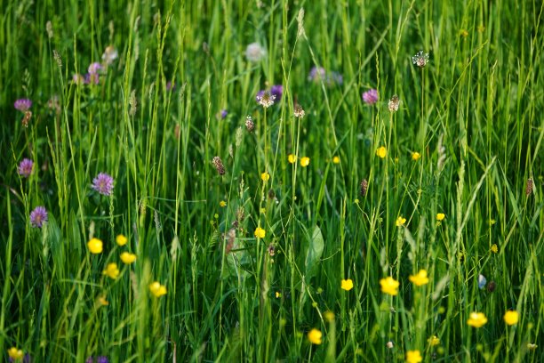 夕阳下的田野。整个画面是一片长满草和野花的田野。满屏草与野花。日落时的草地。图片下载