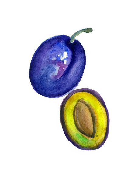 一幅李子浆果的画。整只，带骨头切成两半。水彩。孤立在白色背景上。图片下载