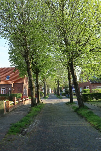 博尔库姆岛上的一条大街图片下载