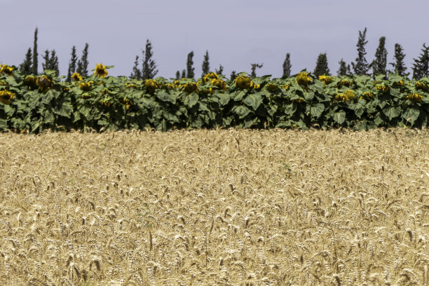 农业田中成熟的麦穗，背景是成熟的向日葵，收割季图片下载