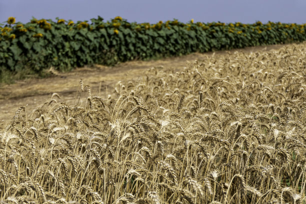 农业田中成熟的麦穗，背景是成熟的向日葵，收割季图片下载