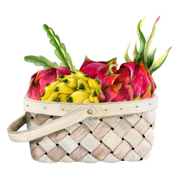 红色，粉红色和黄色的龙果与叶在柳条篮水彩插图孤立的白色背景。火龙果收获异国热带亚洲食品设计图片下载
