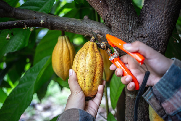 可可种植者使用剪枝剪从可可树上剪下可可荚或成熟的黄可可。收获农业可可产业生产。图片下载