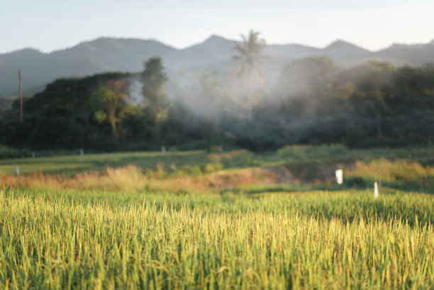 稻田上升图片下载