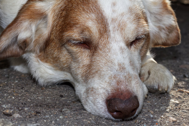 一只躺在地上的悲伤的狗的口鼻图片下载
