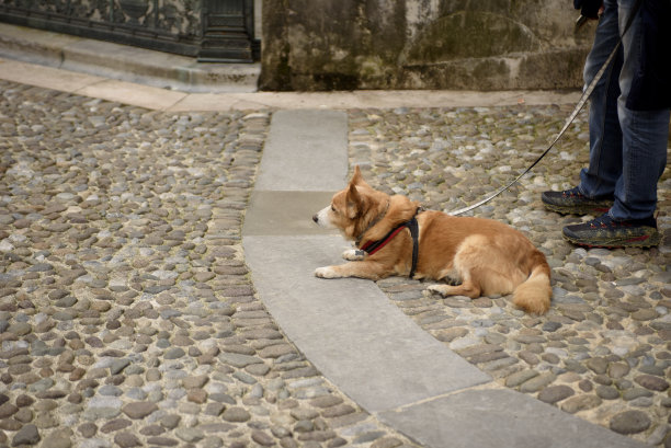 柯基和主人一起散步。狗特写。图片下载