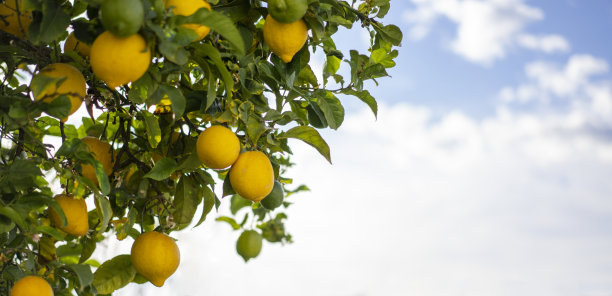 葡萄牙奥比多斯市，一棵柠檬树映衬着蓝天图片下载
