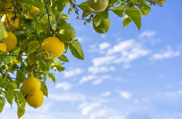 葡萄牙奥比多斯市，一棵柠檬树映衬着蓝天图片下载