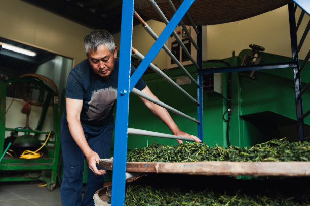 老茶师察看整理茶叶图片下载