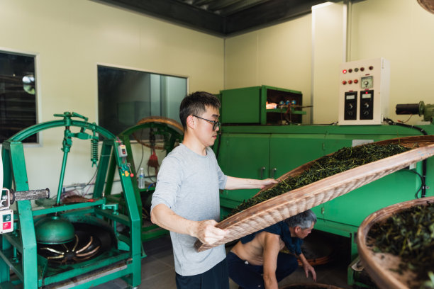 小茶师察看整理茶叶图片下载