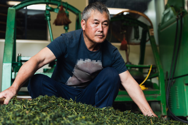 老茶师察看整理茶叶图片下载