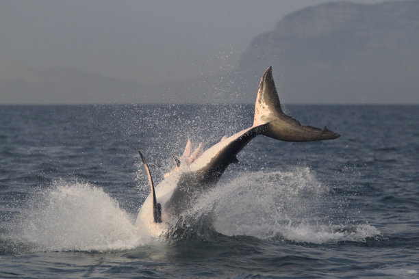 南非福斯湾大白鲨的尾巴图片下载