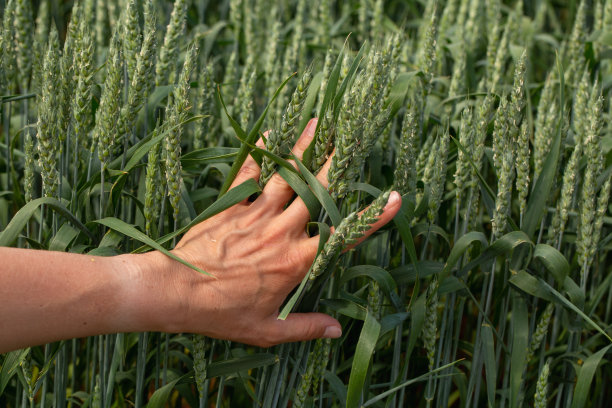 手农在阳光下抚摸着麦田里的麦穗，检查她的收成。农业业务。图片下载