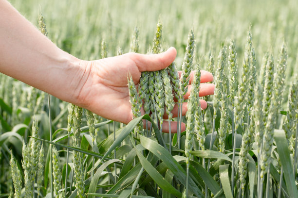 手农在阳光下抚摸着麦田里的麦穗，检查她的收成。农业业务。图片下载