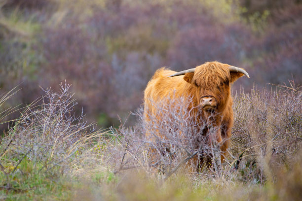 苏格兰高地的牛，乡下的母牛，牧场上长角的公牛，姜黄色毛茸茸的皮毛图片下载