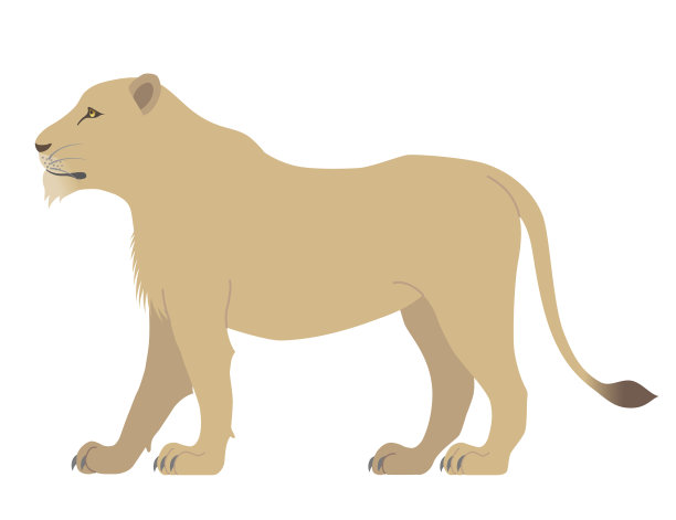 母狮孤立在白色背景上图片下载