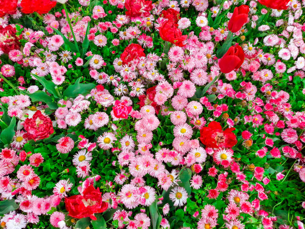 花朵不同，粉色和红色花蕾在花坛上俯视图，背景图片下载