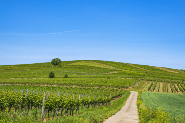 德国莱茵黑森州的葡萄园图片下载