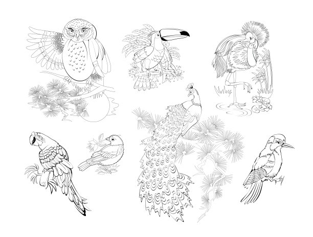 一套儿童着色书插图。不同鸟类的黑白照片。儿童活动单。矢量卡通绘图。图片下载