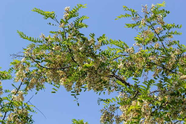 茂盛开花的刺槐枝有刺槐、假刺槐、刺槐等。花蜜的来源，温柔而芬芳的蜂蜜。槐树花-刺槐图片下载