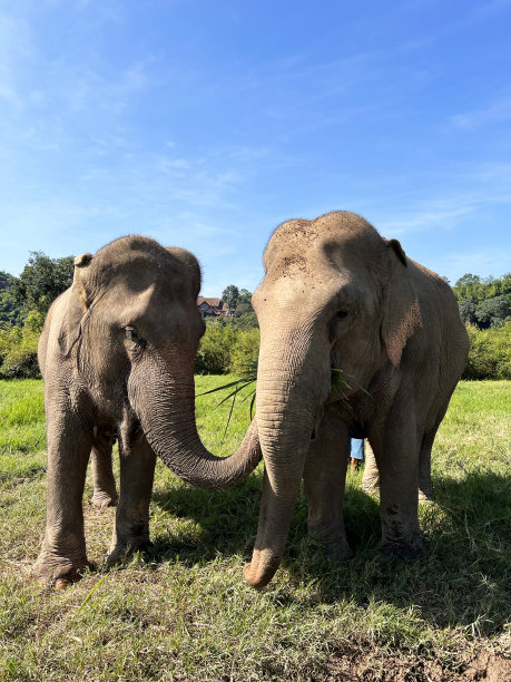 清莱的大象正在互相喂食图片下载