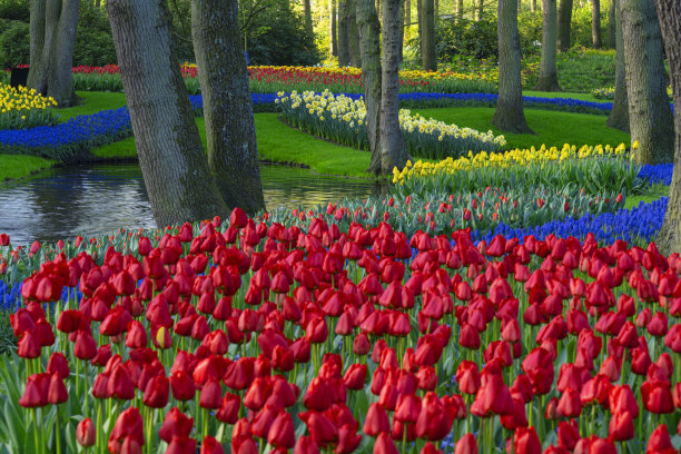 公园里的春花图片下载