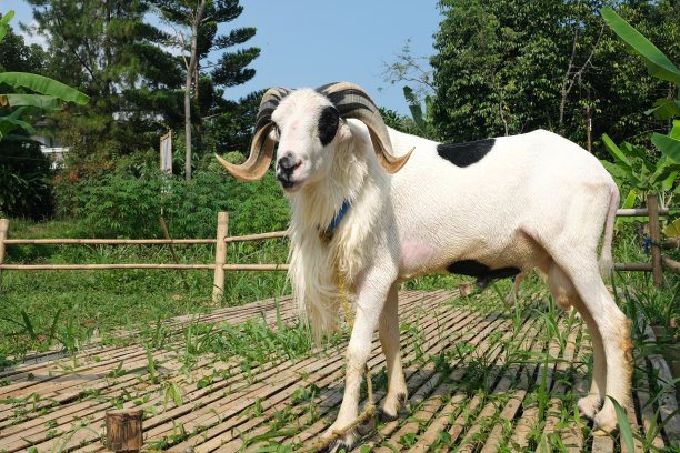 草场里长着大角的印尼羊图片下载