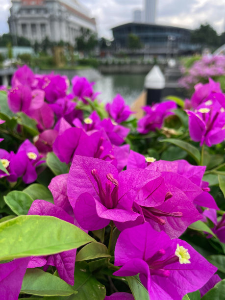 斯里兰卡科伦坡加勒菲斯格林花卉边界的特写图像，热带粉红色的三角梅花苞片，黄色的花和郁郁葱葱的绿叶，攀援观赏开花的三角梅藤，摩天大楼，多云的蓝天，重点在前景图片下载