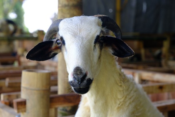 木制笼子里长着角的印尼羊图片下载