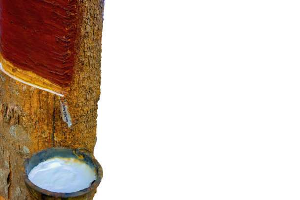 橡胶树和碗里的白色液体图片下载