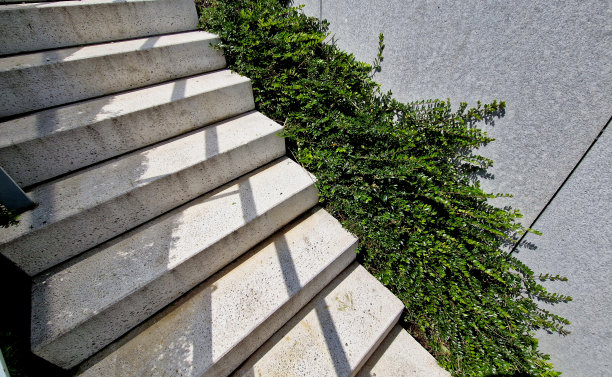 是金银花科的常绿灌木，长到1米高。它来自中国，也生长在捷克共和国作为观赏树，在花坛作为修剪覆盖物图片下载