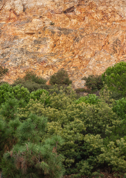 抽象的自然背景与墙壁的岩石和皇冠的森林图片下载