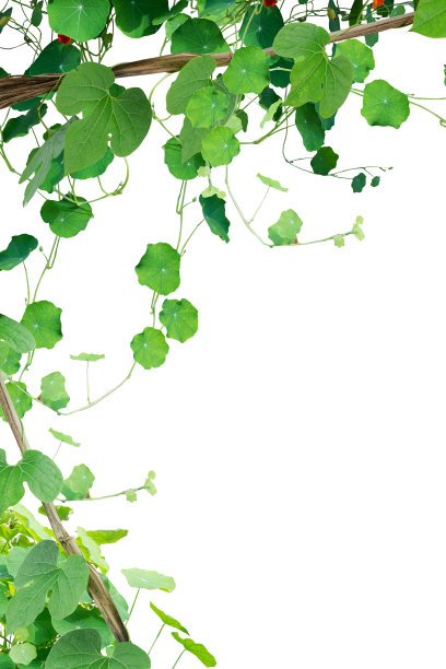 常青藤植物隔离包括小路图片下载
