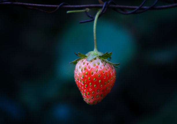 草莓在田间生长图片下载