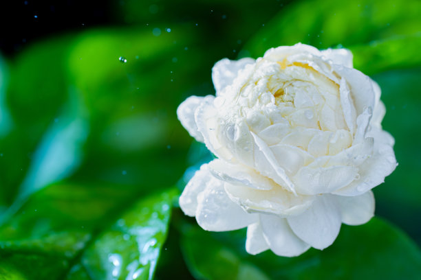 茉莉花开了，有水滴，有雨滴洒下来。大自然的植物、花朵和雨滴。水滴落在花和雨上图片下载