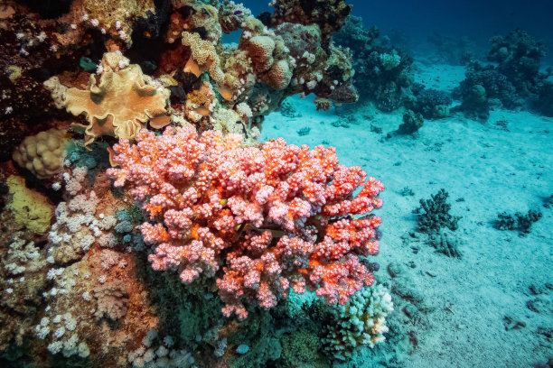 红海埃及的鹿角珊瑚（Pocillopora Damicornis）图片下载