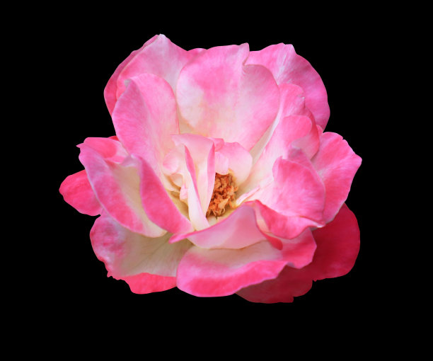 粉色玫瑰花的特写。图片下载