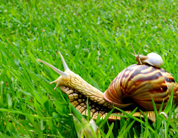 蜗牛和蜗牛的孩子在绿草地上图片下载
