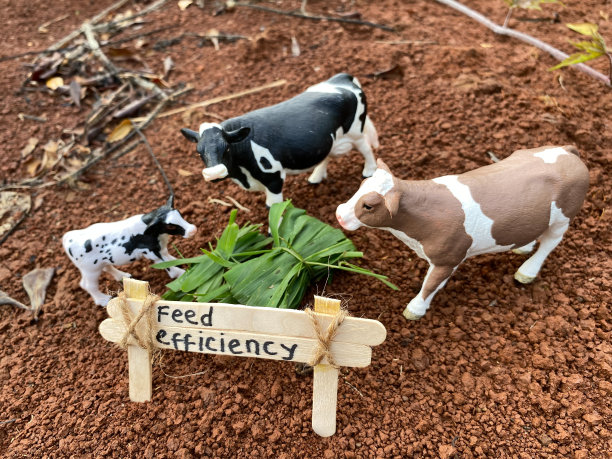 高效牛群管理秘诀：释放育肥场成功的力量图片下载
