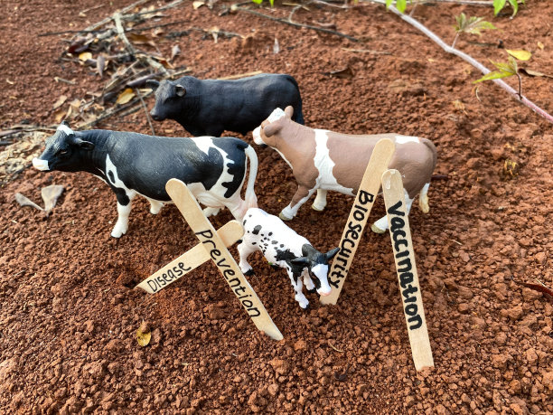 保护牲畜健康:强调疾病预防和生物安全重要性的强有力的视觉效果”
“家畜守护者:以令人信服的照片提倡为牛接种疫苗及预防疾病”图片下载